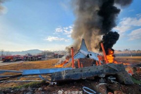韩官方否认客机事故系机场跑道长度不足所致 飞鸟撞机到底有多危险？