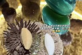 餐厅让食客品尝大象粪便，这符合食品卫生法的要求吗？